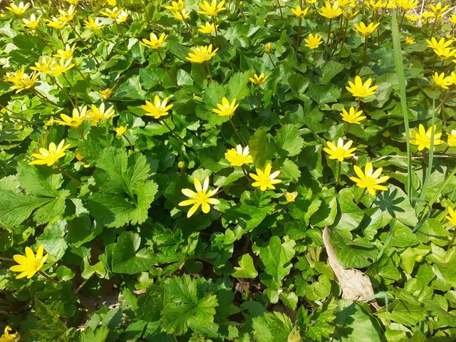 yellow flowers in the forest floor