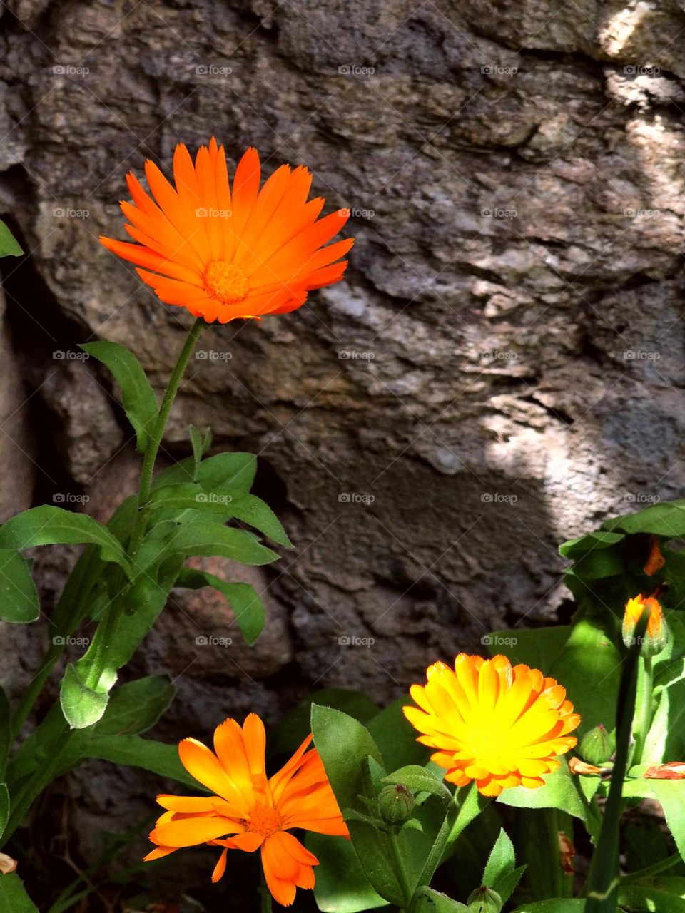 Summer's beautiful stuff