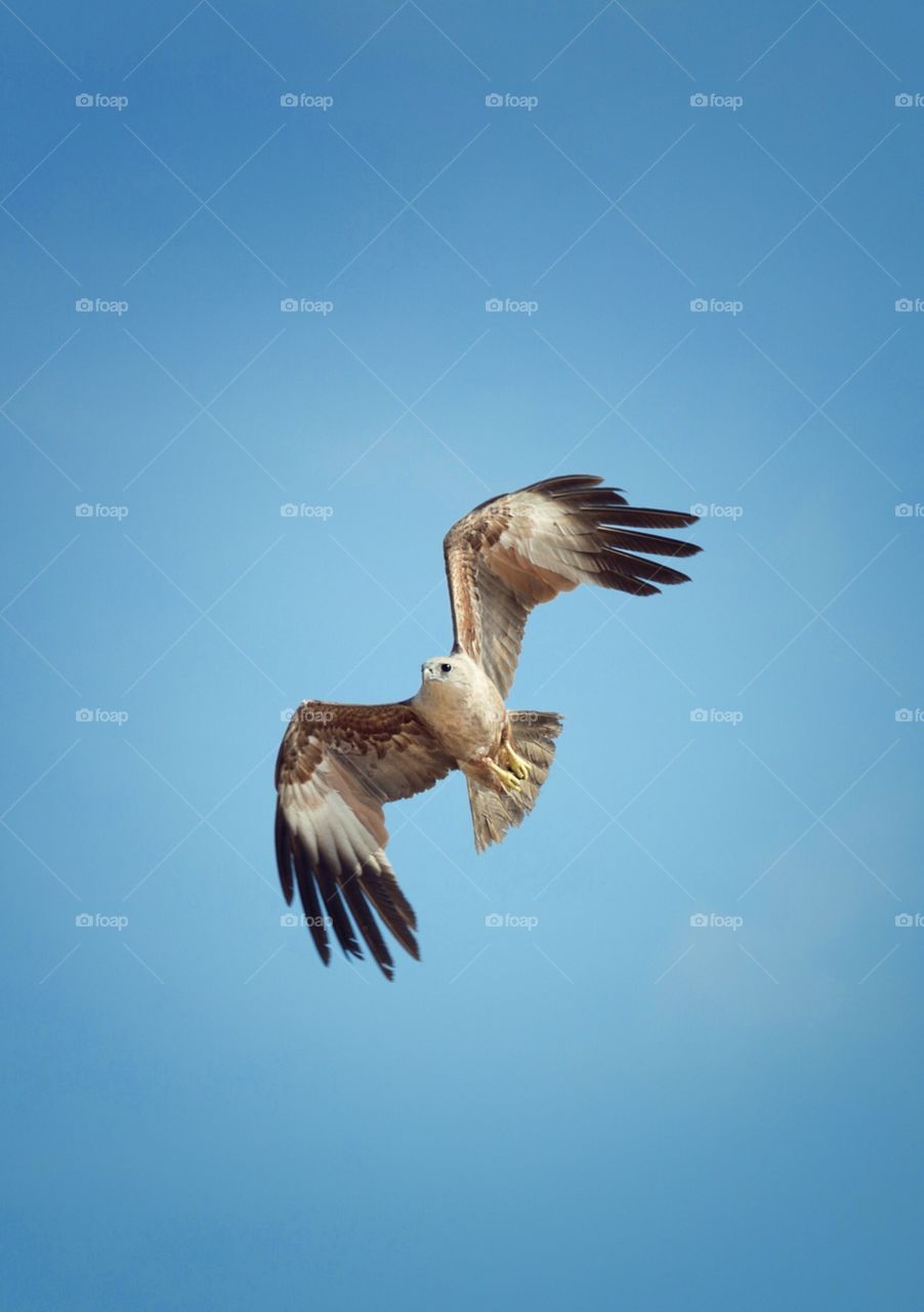 Eagle flying in blue skies 