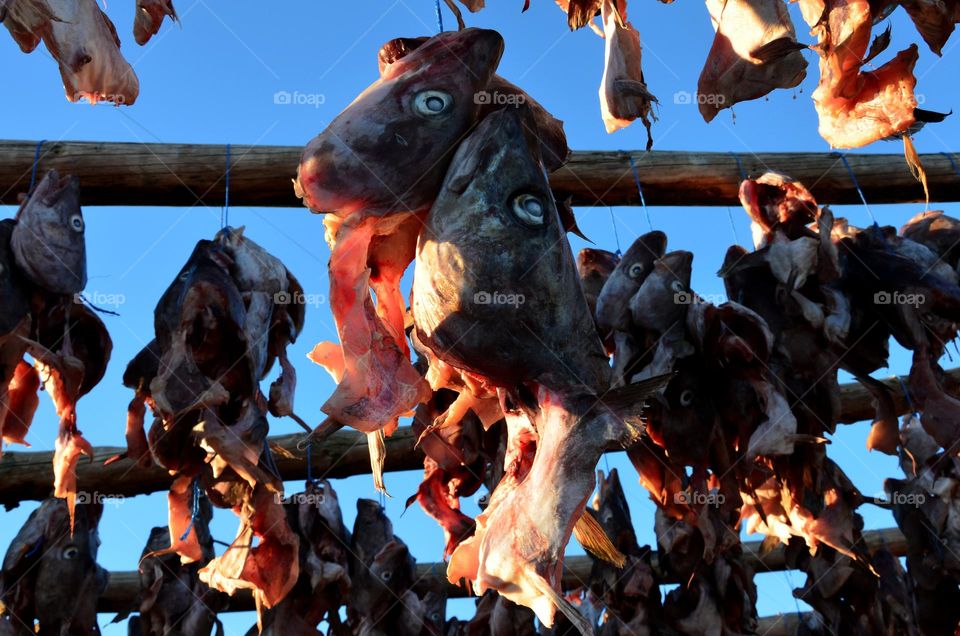 Drying Fish