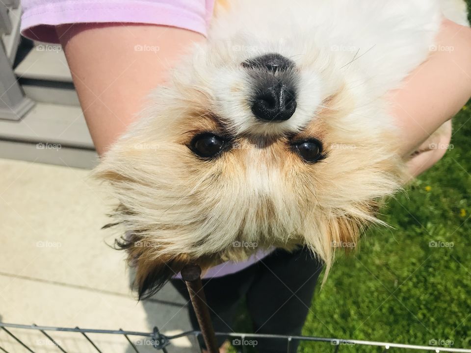 One of the cutest little fluffy puppies playing with children loving being in their arms! 