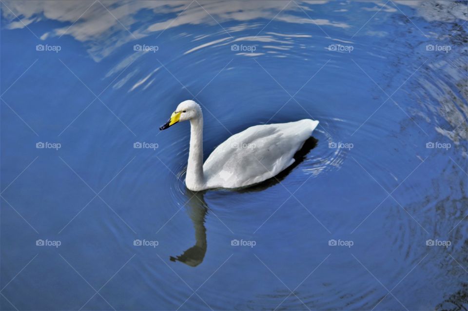 Swan