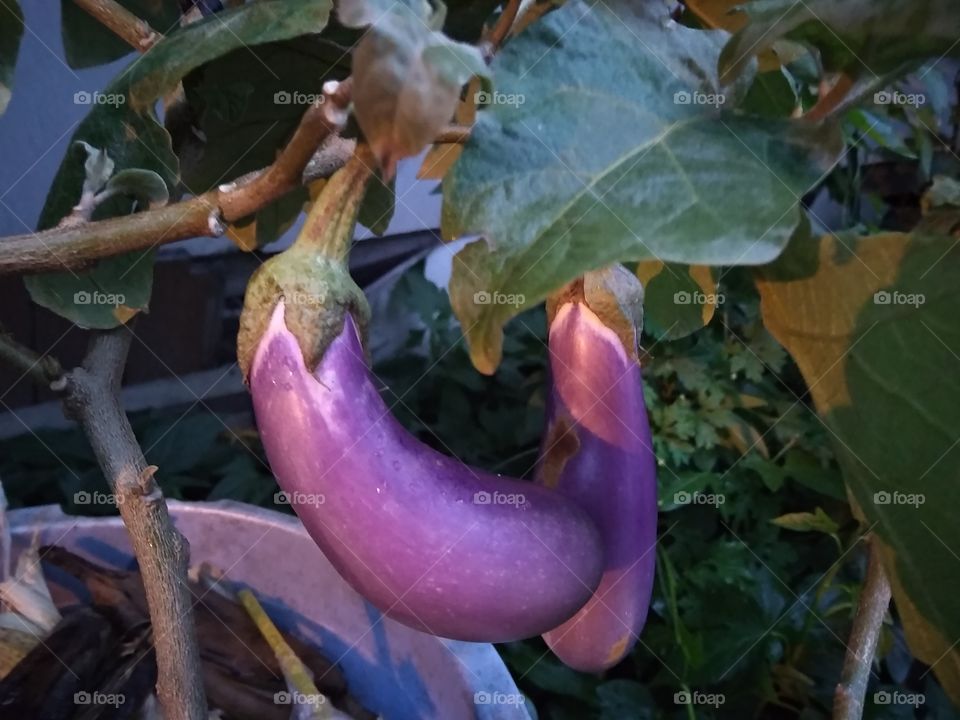 Eggplant hanging kick for another eggplant hehe. Funny redundancy.

I took this photo in the evening. Some say it is Magic hour. There's a very light rain that day. The light came from a lamp post.