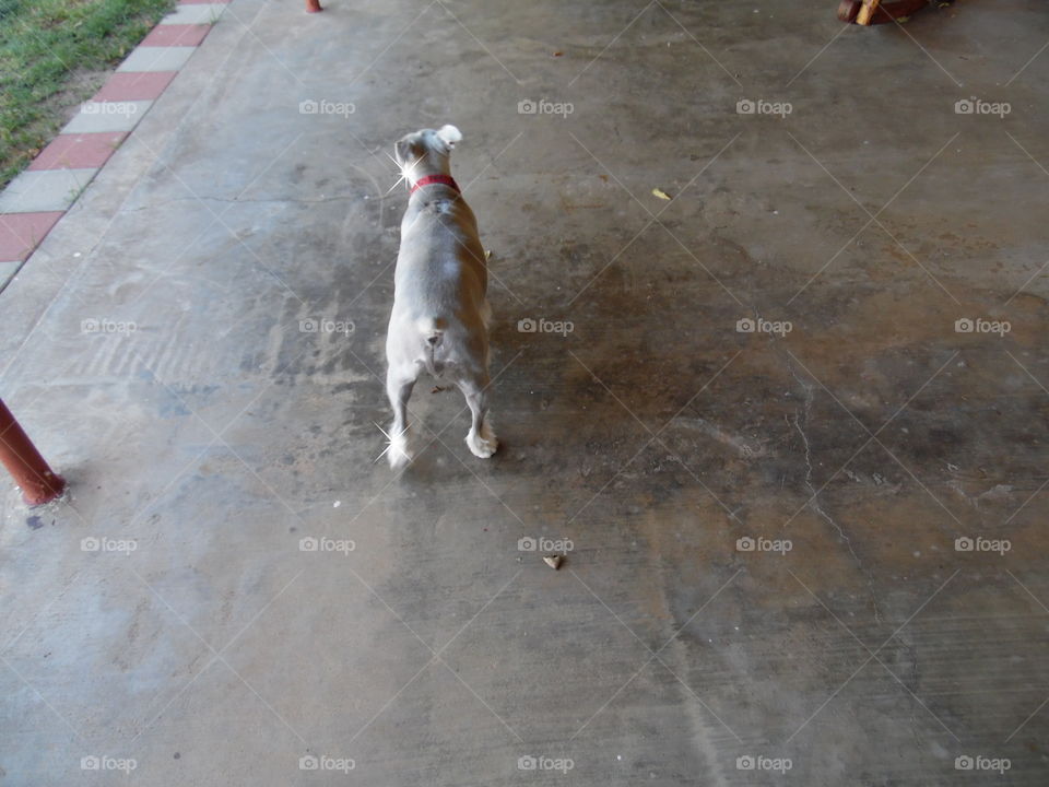 frosty sue. This is a picture of my dog 🐶. 👣 🚶 🏃 🔥 💨