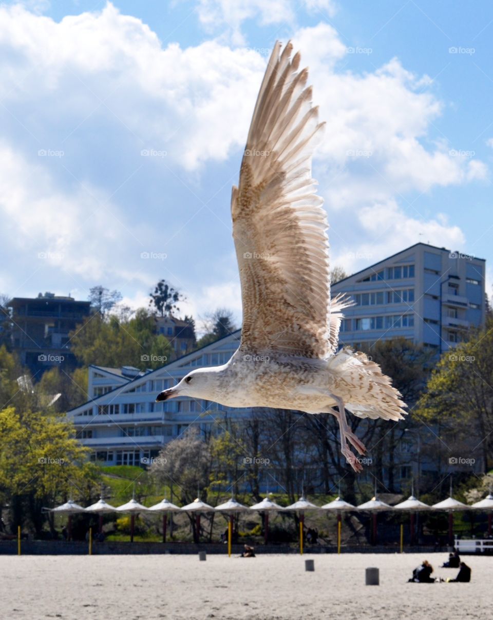 Bird, No Person, Sky, Architecture, City