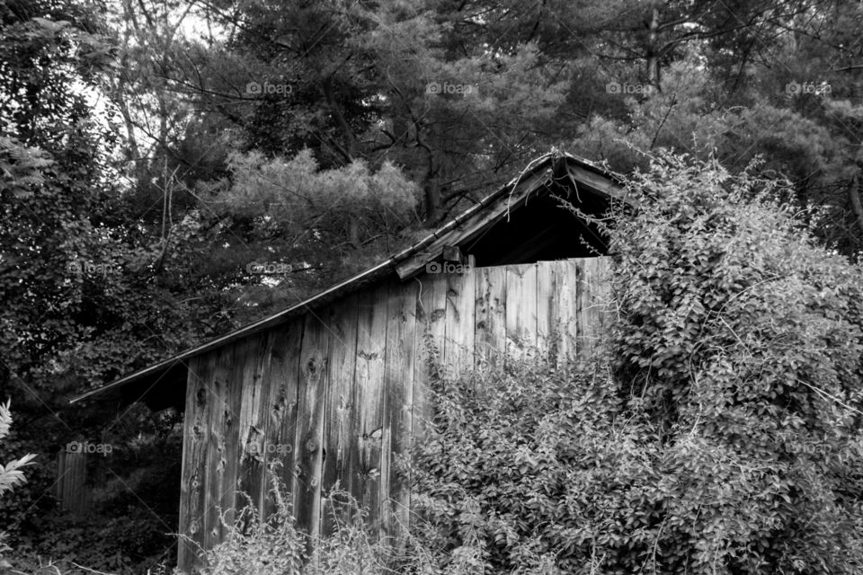 old barn, b/w