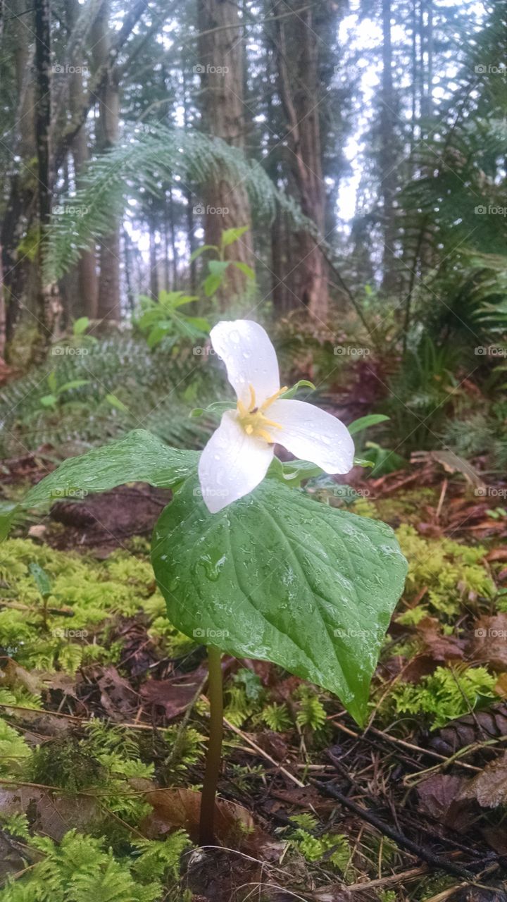 Trillium welcoming spring to the forest.