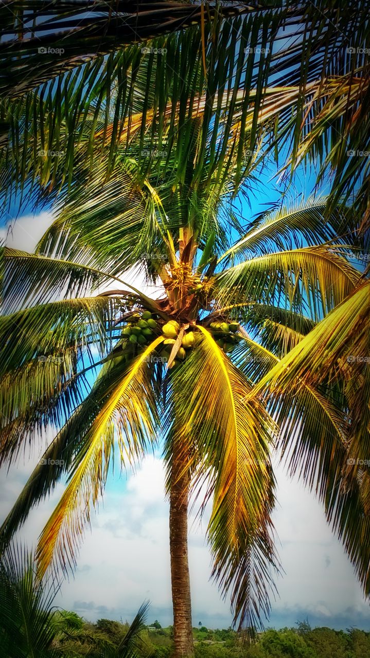 Beautiful Palm tree🌴in Barbados