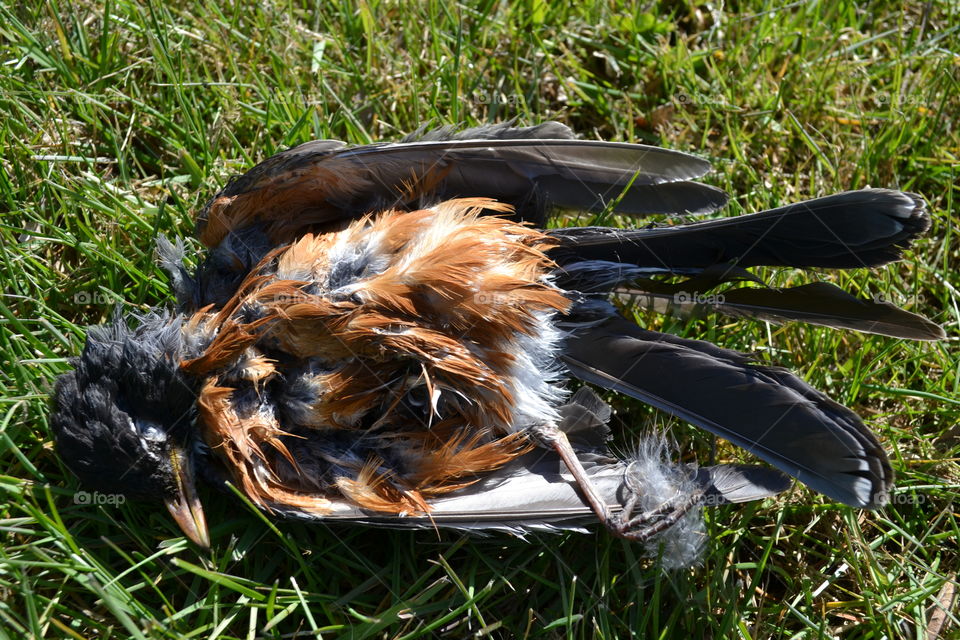 Dead Robin