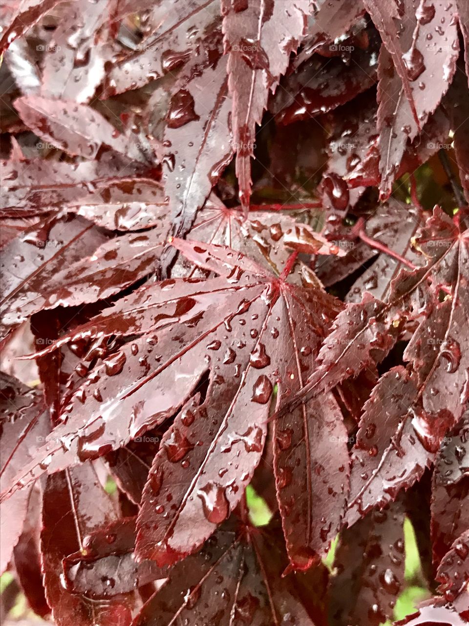 #After rain- Always captured while running!