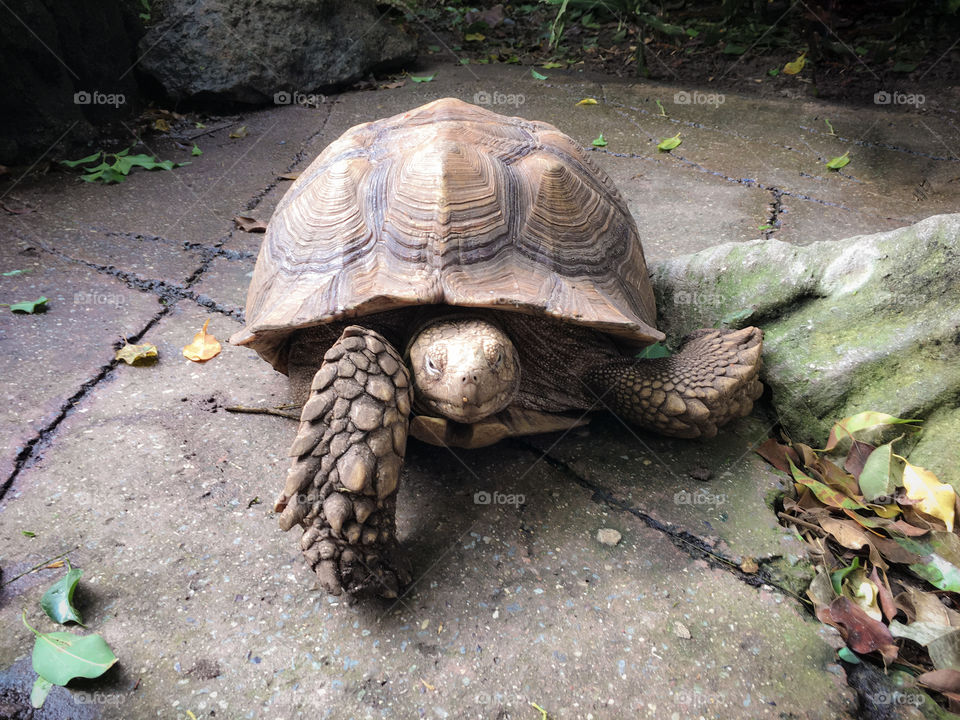 Wise tortoise in the rainforest