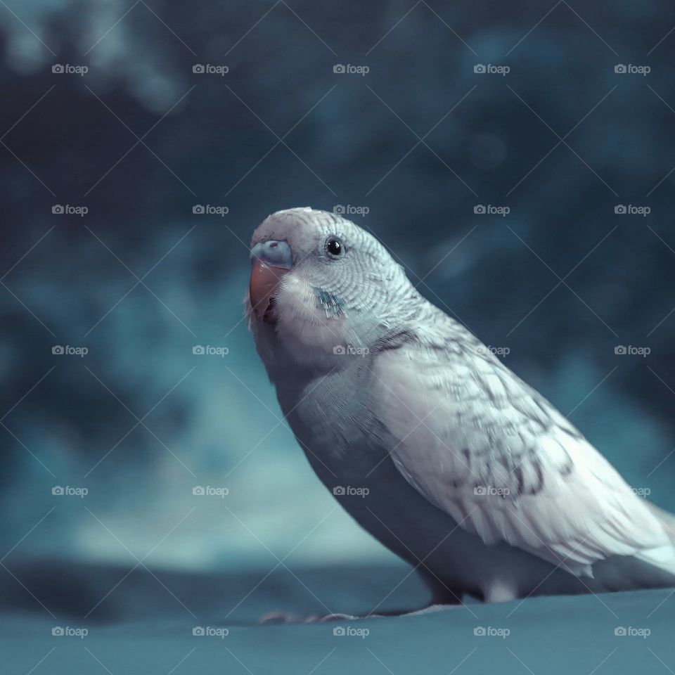 Baby budgie