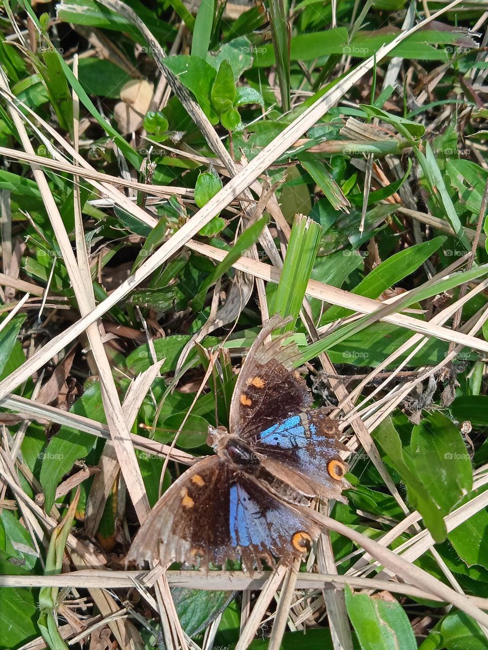 Injured butterfly.