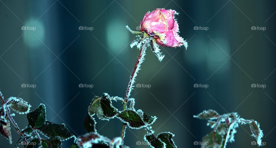 Frozen rose.