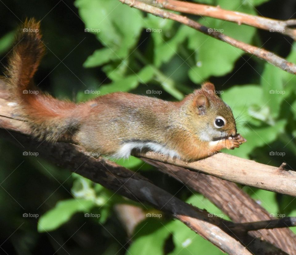 Pine squire in a tree