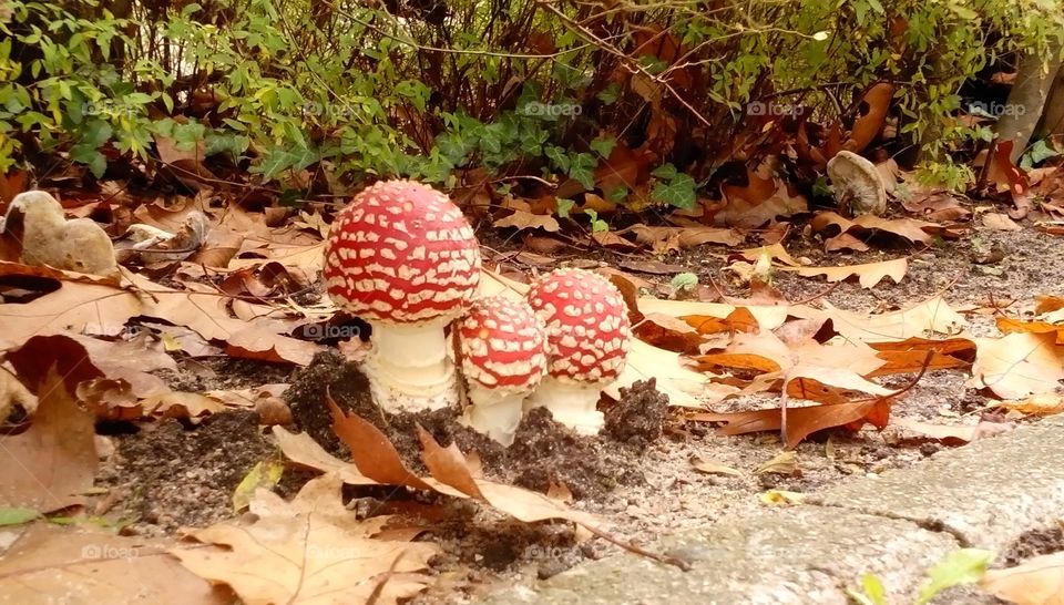 Fliegenpilz Herbst Pilz