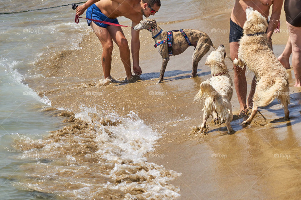 Escenas de playa con perros