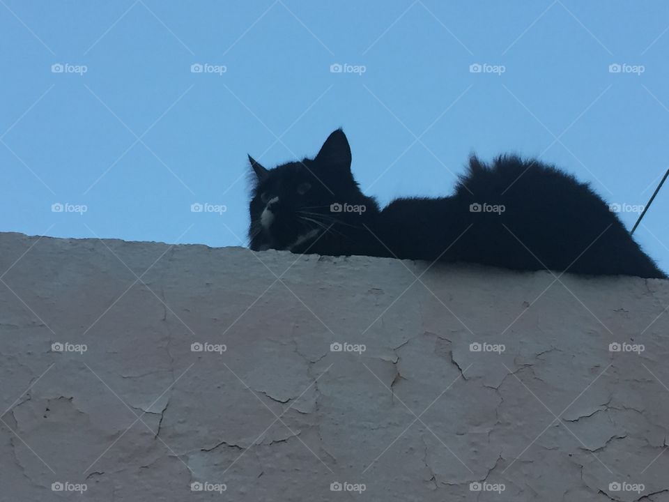 Cat on the roof 