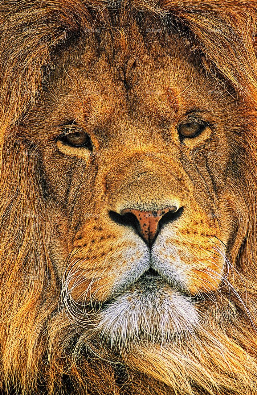 Portrait of the King.