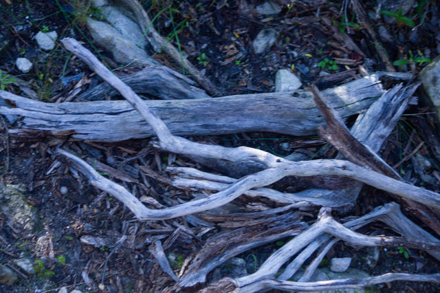 fallen tree