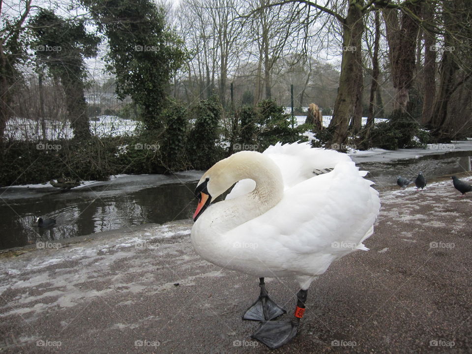 Swan On A  Path