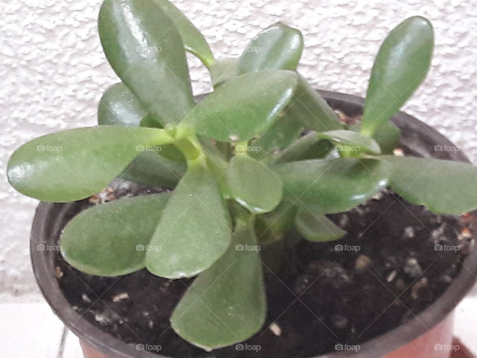 Green plant