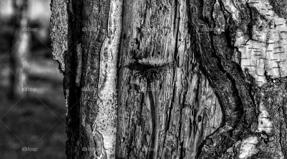 Tree, Bark, Wood, Trunk, Old