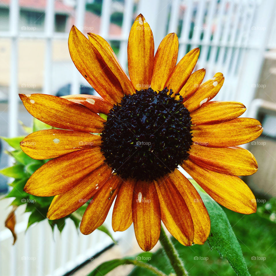 Beautiful Sunflowers! - Como tudo está tão cinza e lusco-fusco hoje, um pouco de cores para embelezar nossa tarde.
Olhe aí o girassol, que beleza! Feliz pela água que vem do céu, dando o ar da sua graça.