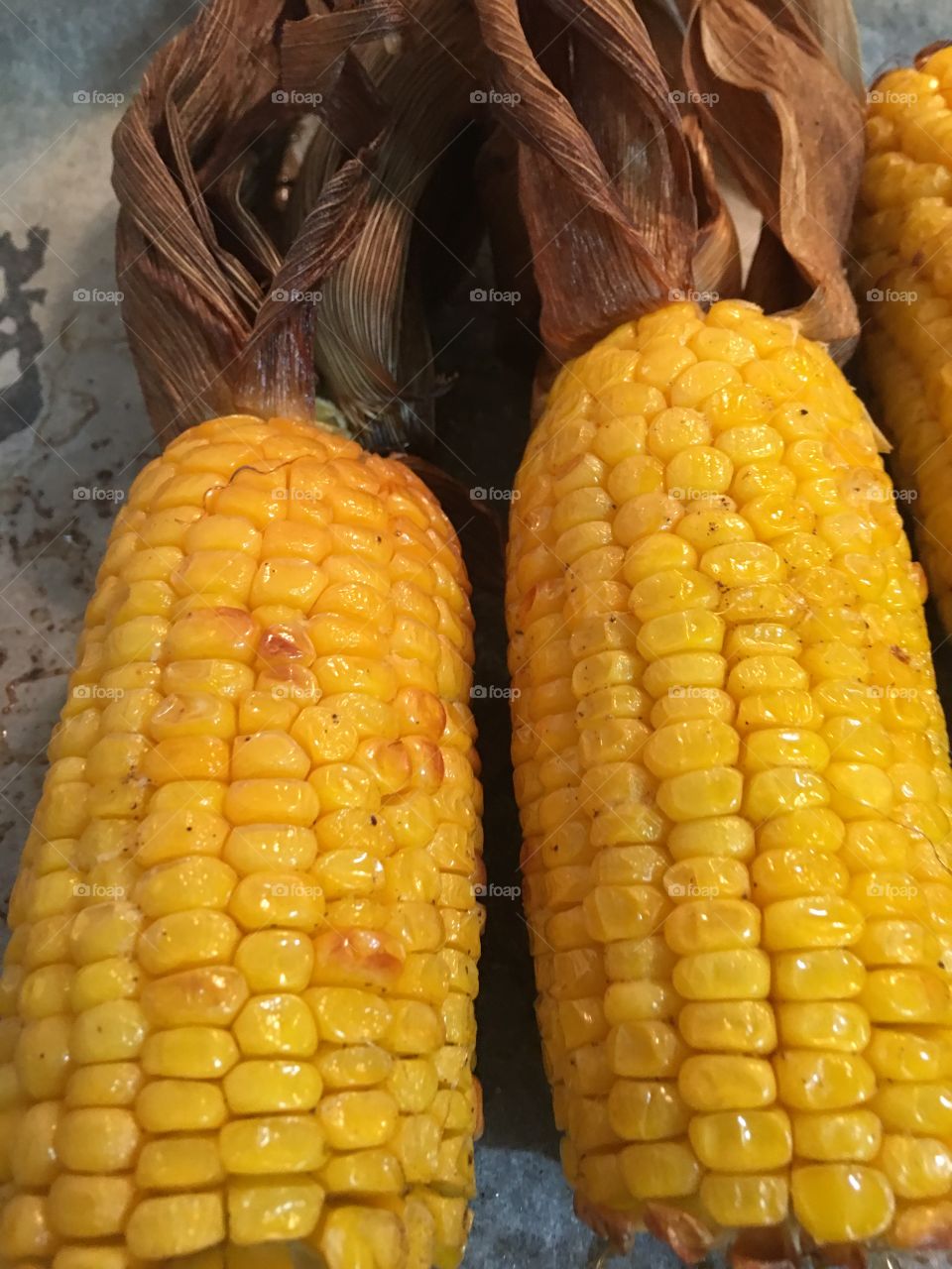 Two juicy shiny yellow cooked and roasted corncobs husks pulled back in celebration of autumn harvest 