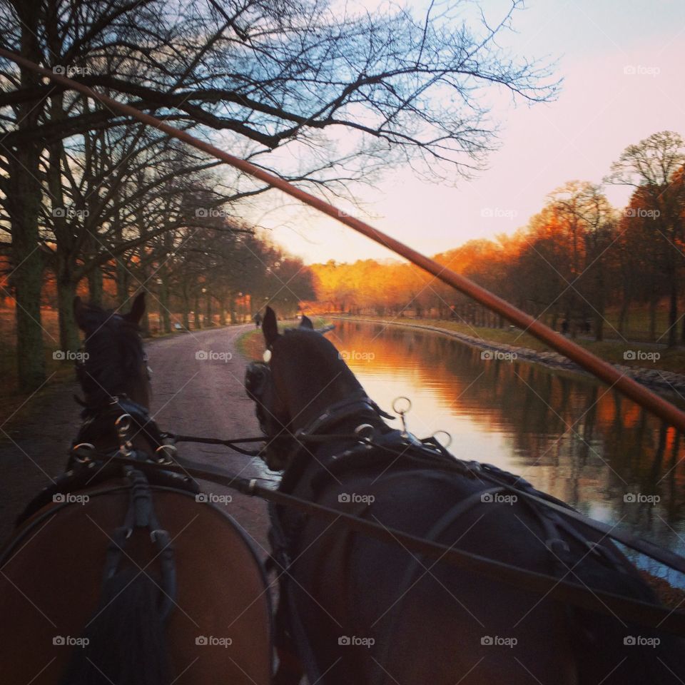 Out drivning:). Horse carriage at djurgårdskanalen, Stockholm 