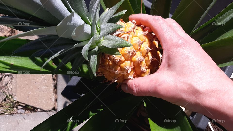 Homegrown Pineapple Plant