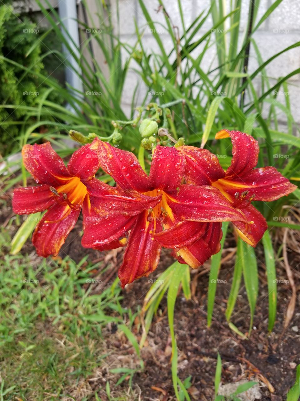 red lilies after the rain