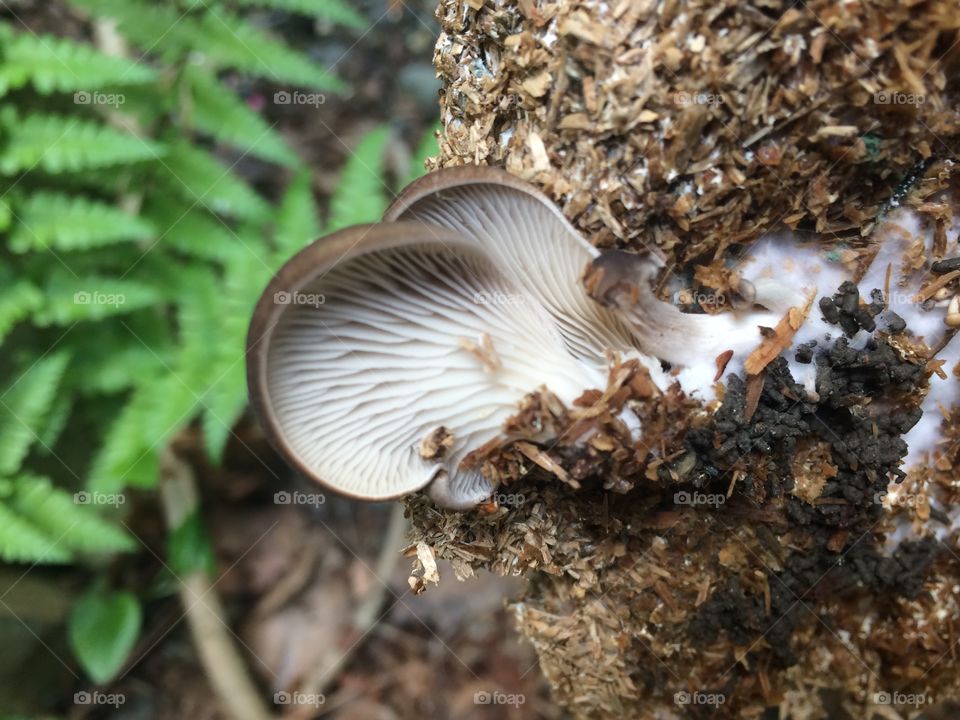 Oyster Mushrooms 