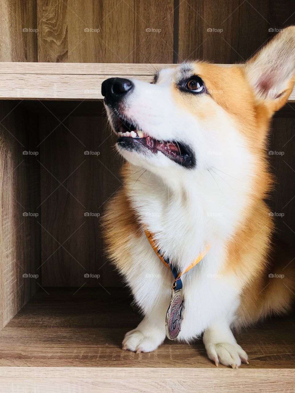 Corgi dog brown and white in the cabinet