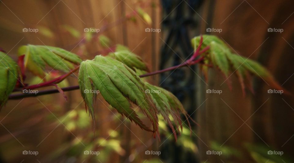 Acer new leaf