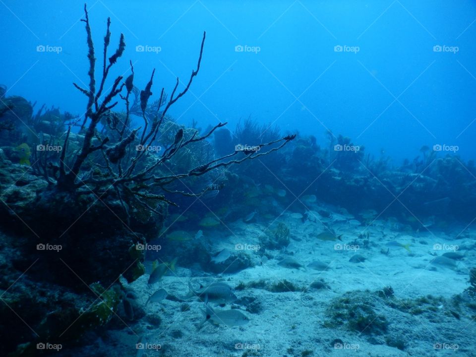 underwater Branches