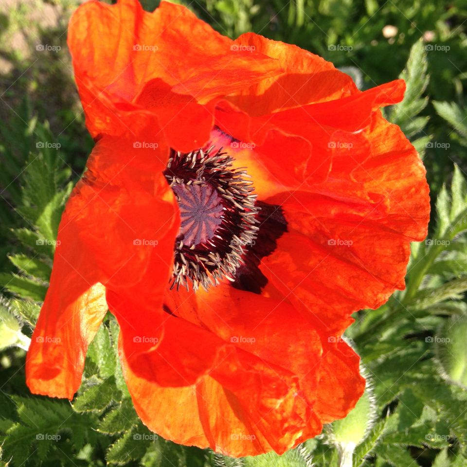 Poppy. Flowers of the summer