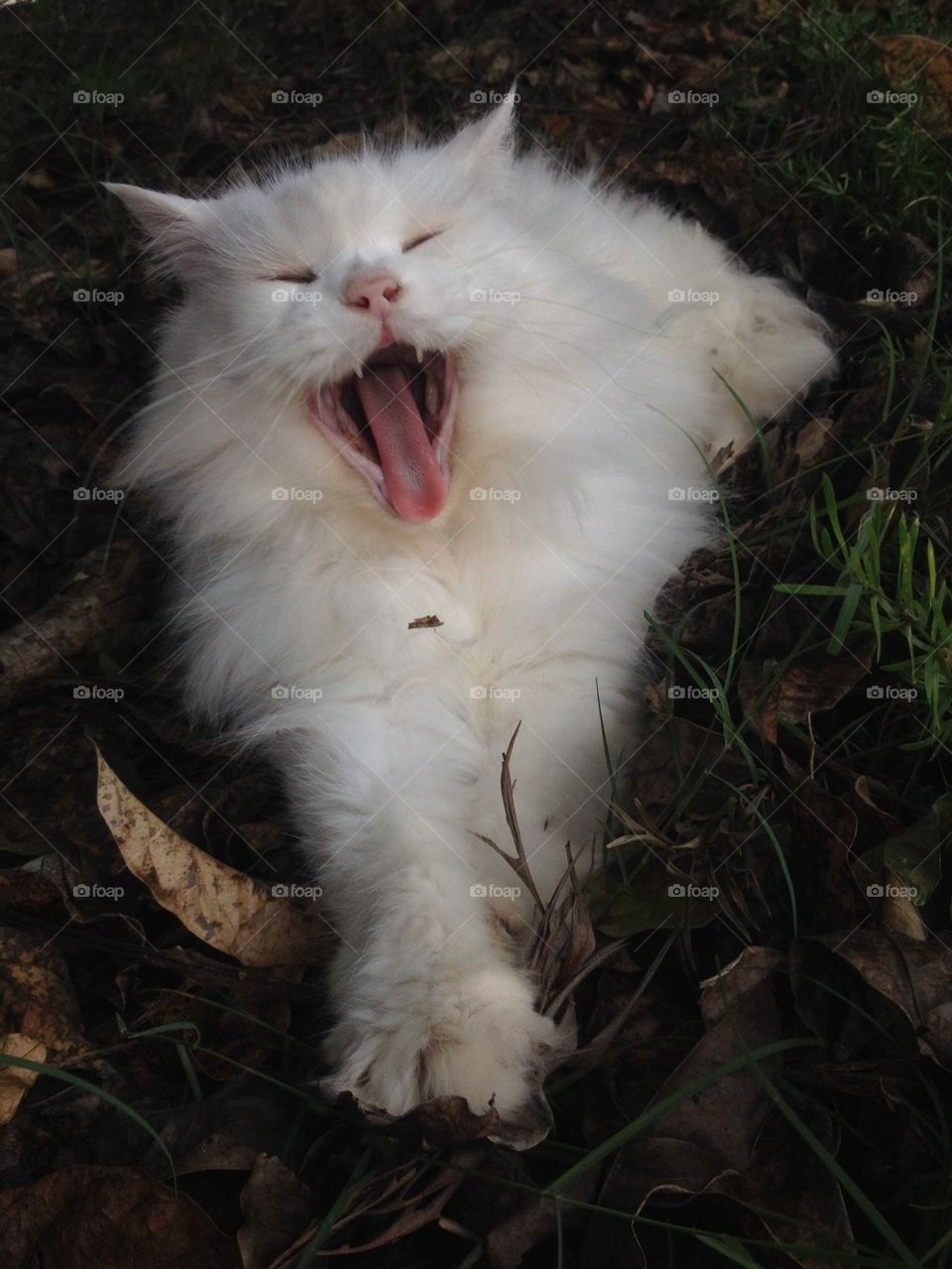 Yawning Persian Cat