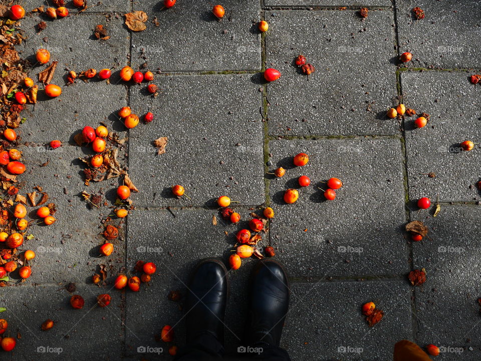 Fall and fallen fruit 