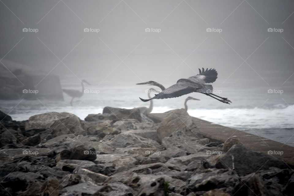 Blue Heron in the fog
