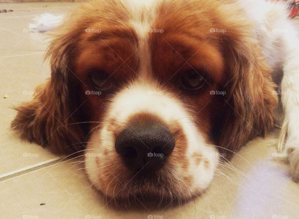 face red white dog by king