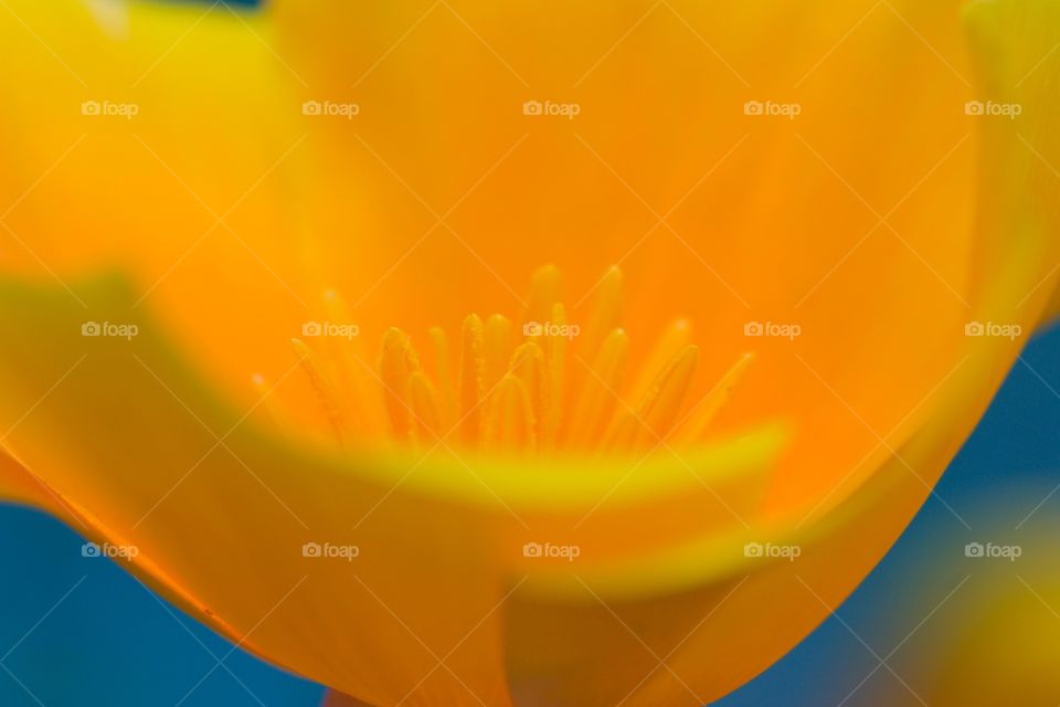 Close-up of a yellow flower