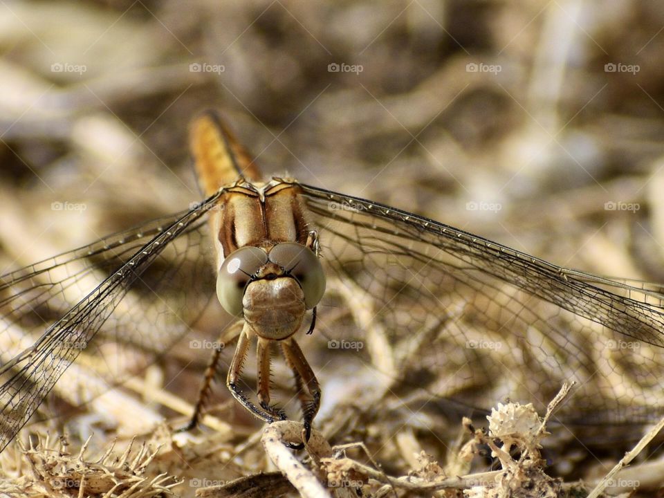 Dragonfly seen from the ground 