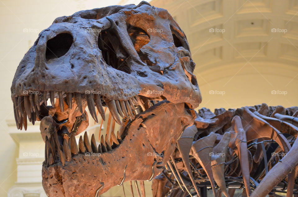 Sue the T-Rex at the Field museum in Chicago Illinois