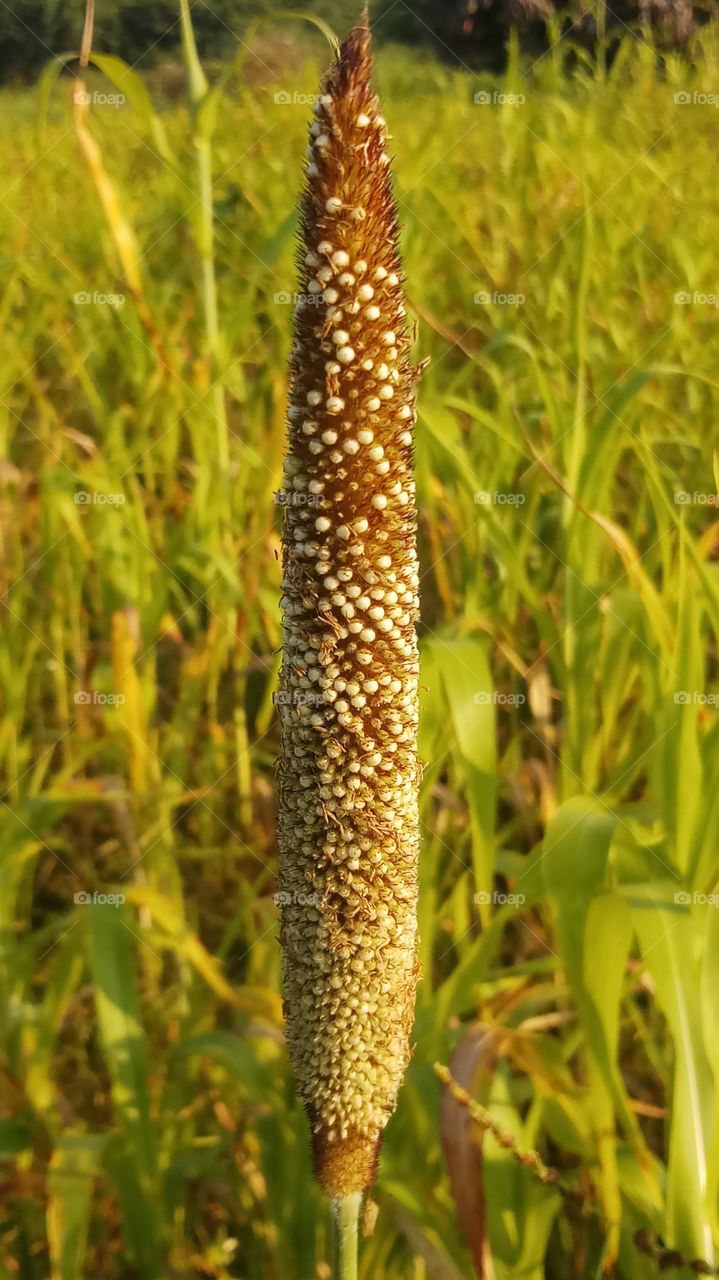 its very good evening click nature