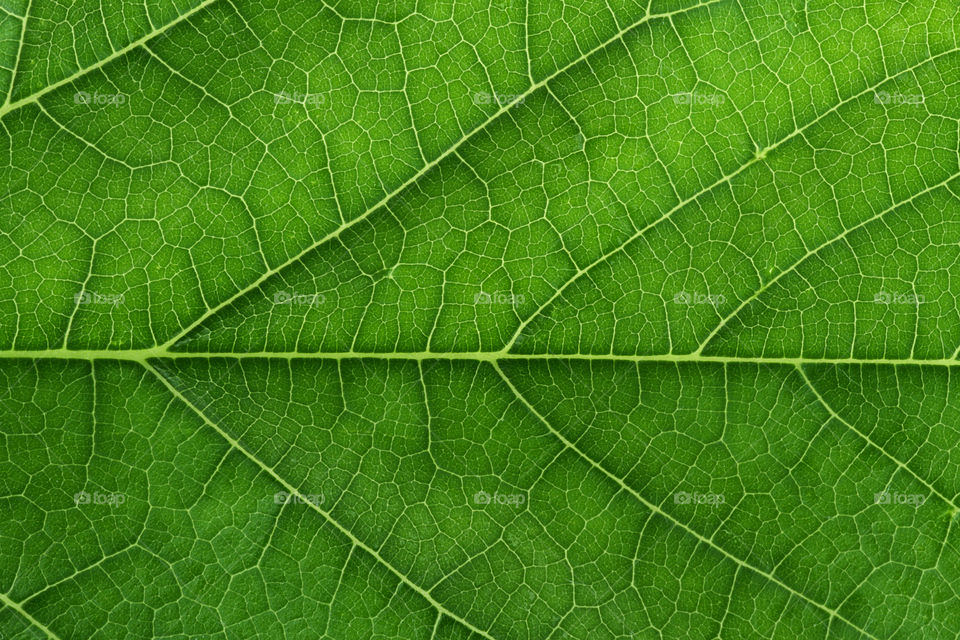 Closeup of a leaf