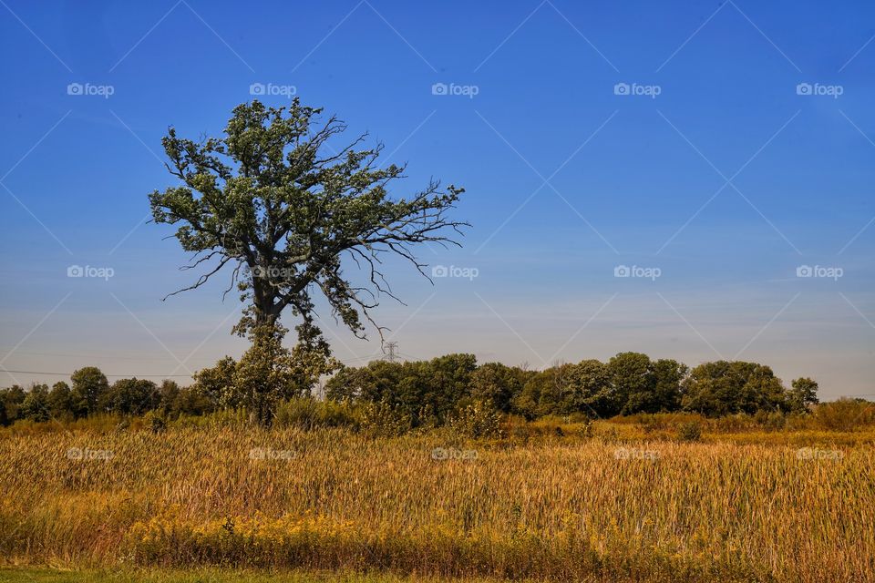 Single tree in a field with a blue sky background