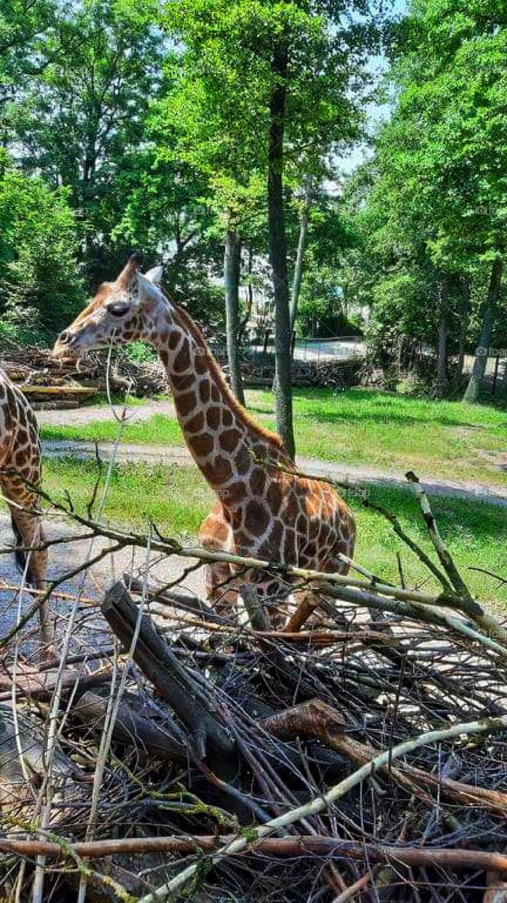 Giraffe looking at the visitors