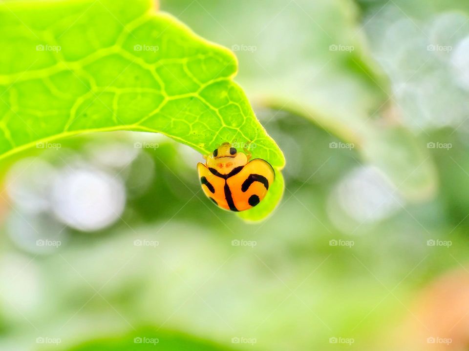 Yellow ladybug from the ground up