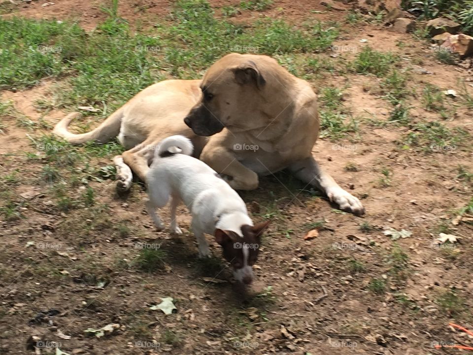Bear and Gizmo enjoy the weather and a nice breeze which is blowing calmly.  Playing 